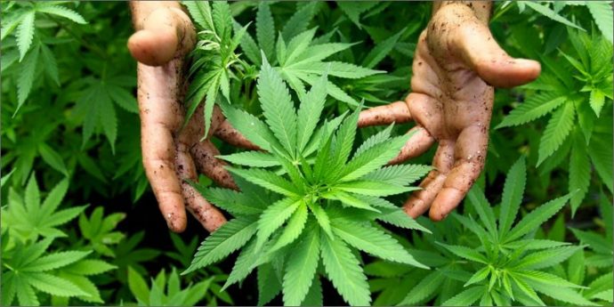 Cannabis con fines medicinales: Otro municipio bonaerense se sumaría al cultivo