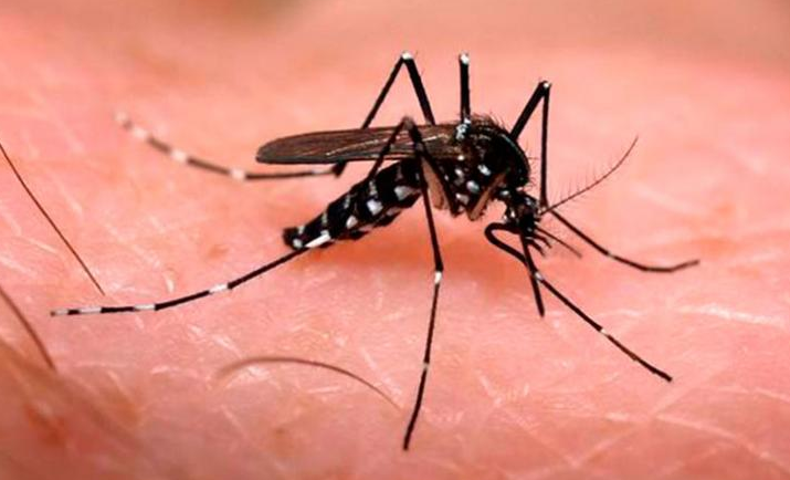 Dengue: Registran 79 muertos y más de 120 mil casos