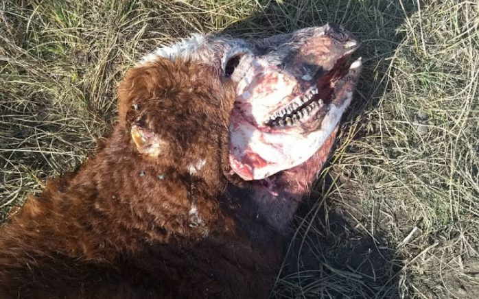 Misterio por la aparición de una vaca mutilada: “No lo puede hacer una persona”