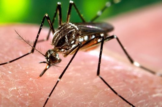 Para países de la región: Brasil producirá una vacuna contra el virus chikunguña