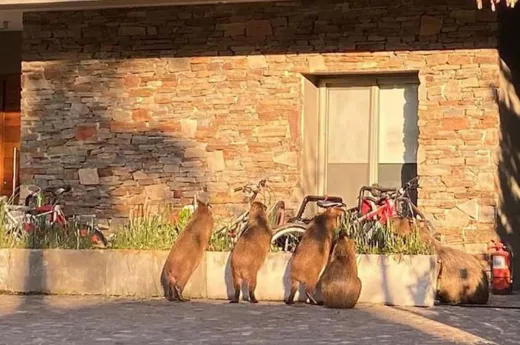 Invasión de carpinchos en barrios privados de Nordelta