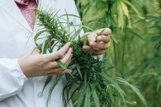 Las respuestas positivas del cannabis medicinal a la epilepsia refractaria superaron el 80%