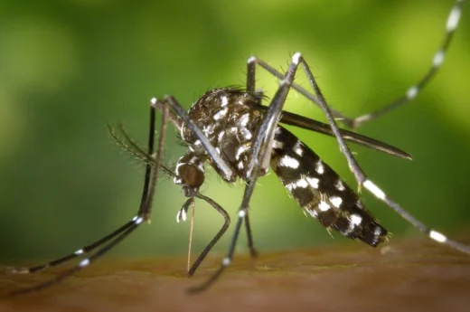 Dengue en CABA: Ya son 1800 las personas infectadas