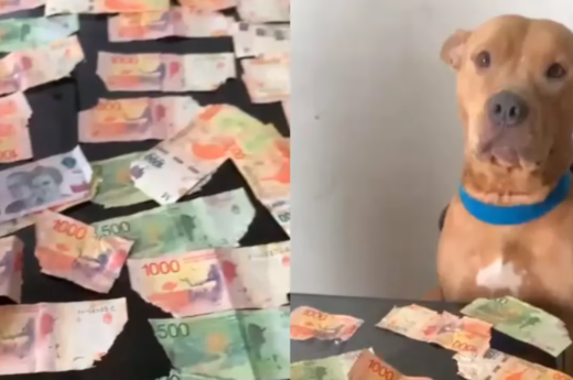 Un perro masticó dinero a su dueño y su reacción enterneció a TikTok