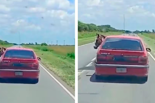 Llevaba un caballo en el auto por una ruta de Córdoba y el video se hizo viral