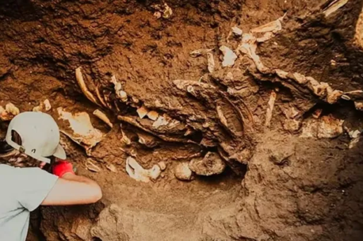 Mar del Plata: Encontraron restos fósiles de perezosos terrestres