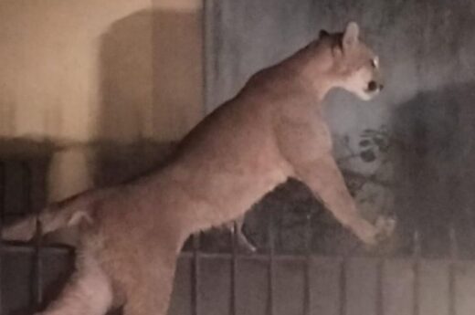 Necochea: Un puma causó terror en la calle y se metió en la casa de una vecina