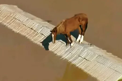Brasil: Inédito rescate de un caballo en medio de la inundación