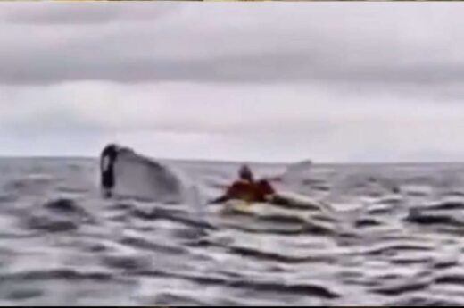 Impactante: Joven en kayak fue tragado y luego explusado por una ballena