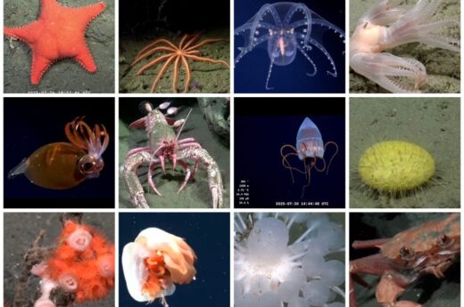 Científicos del Conicet descubrieron 40 nuevas especies marinas en el cañón submarino de Mar del Plata