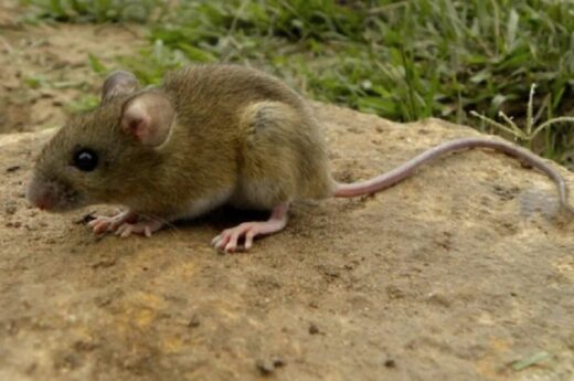 Alerta sanitaria en la Provincia: Una nena de 10 años murió por Hantavirus en General Belgrano