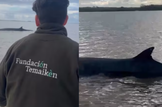 Una ballena quedó encallada en el Río de la Plata y Prefectura Naval salió al rescate